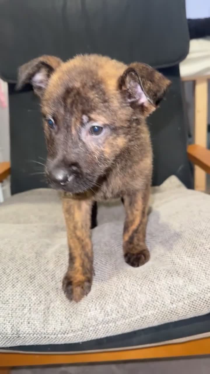 Mixed Breed dogs for sale: Male puppies  - Video 1