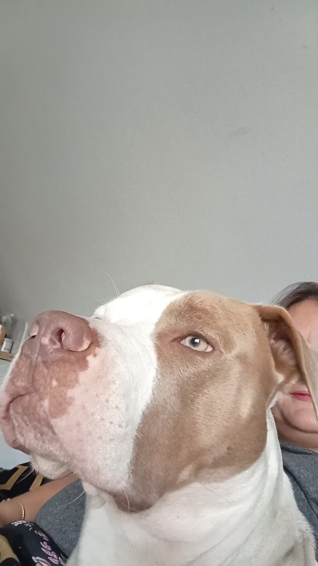 American Bulldog dogs for sale: Beautiful American Scott Bulldog for sale  - Video 2