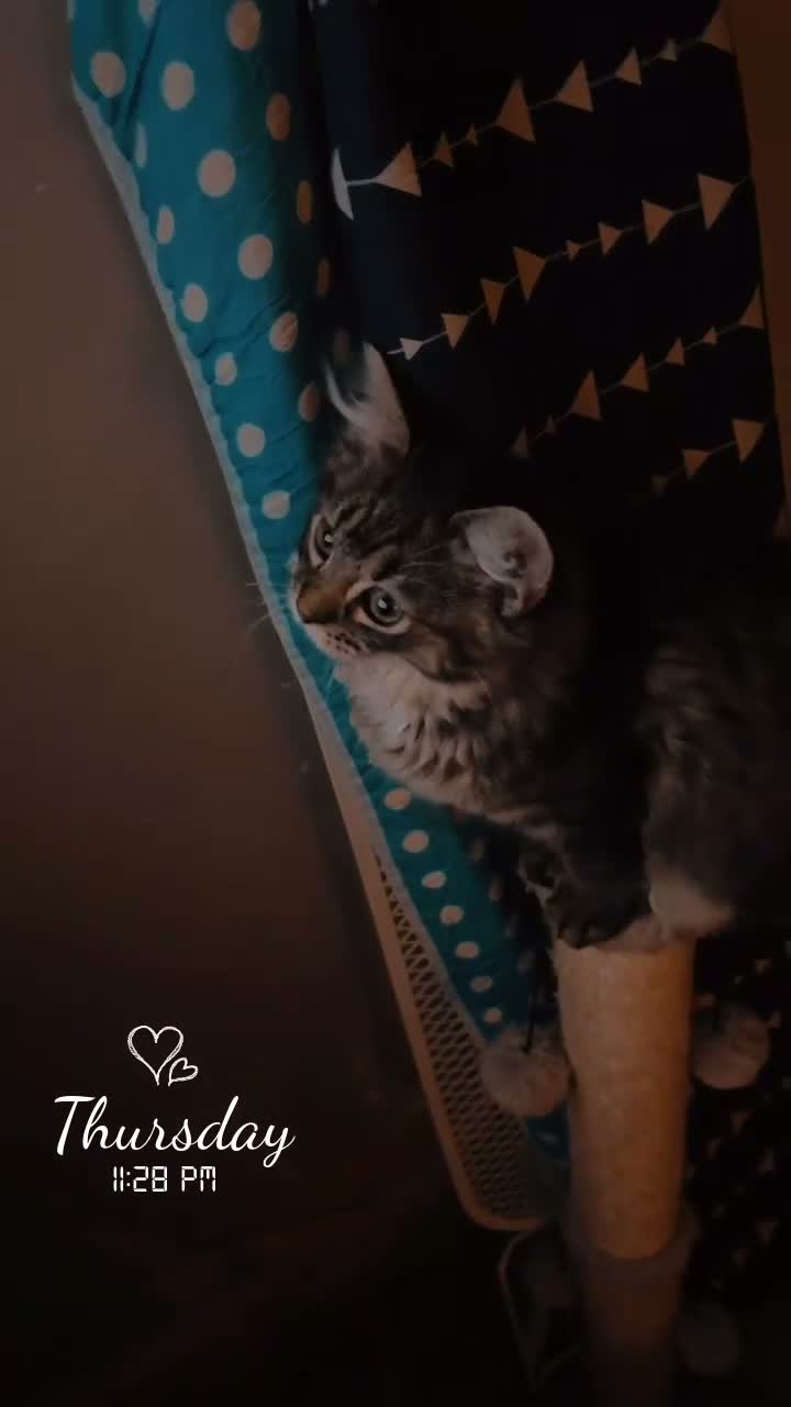 Maine Coon cats for sale: Maincoon x Ragdoll - Video 1