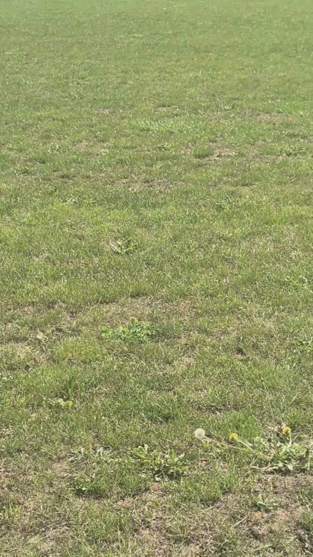 Labrador Retriever dogs for sale: 2 x 18 months old golden labrador bitch dogs in Spalding - Video 1
