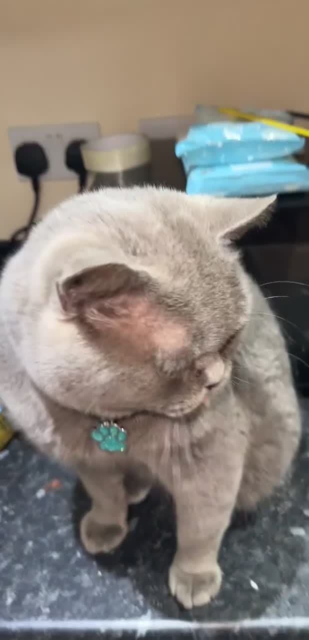 British Shorthair cats for stud: British short hair STUD duties only  in Hull - Video 3