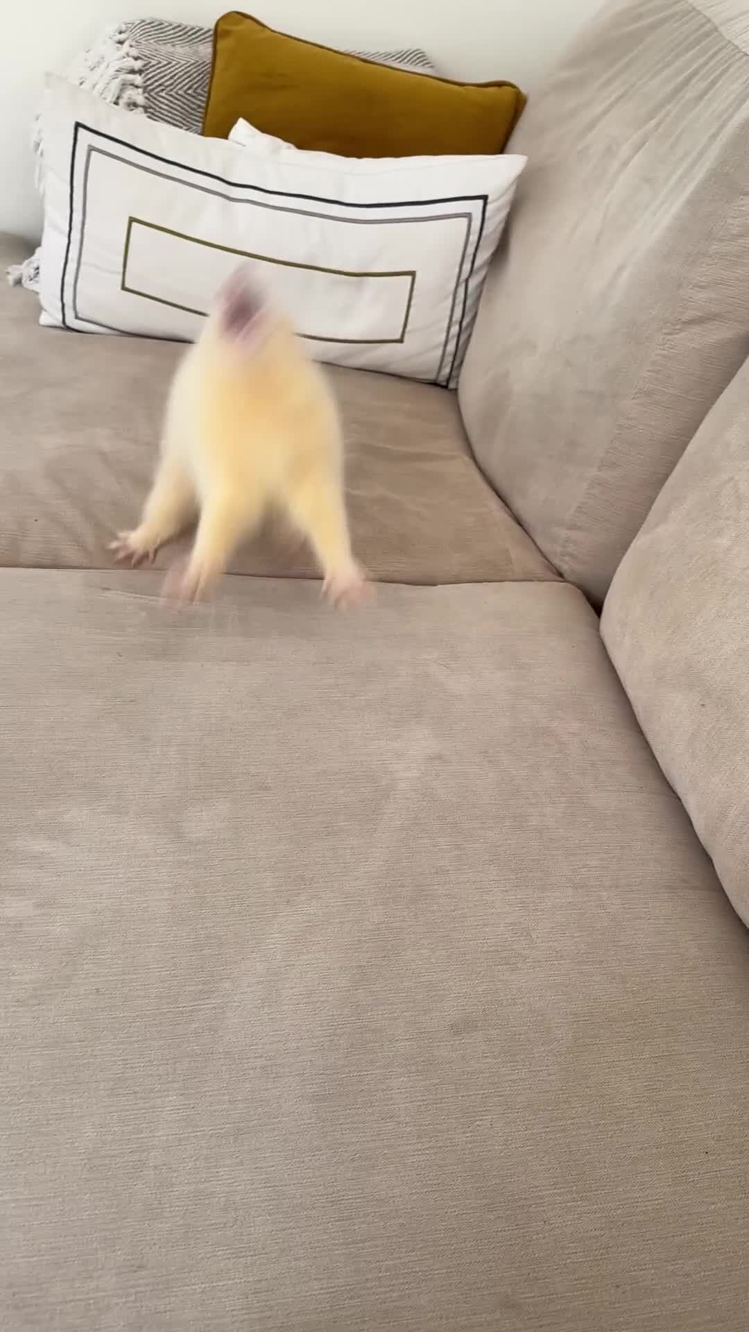 Ferret rodents for sale: 4 month old male hob - Video 1