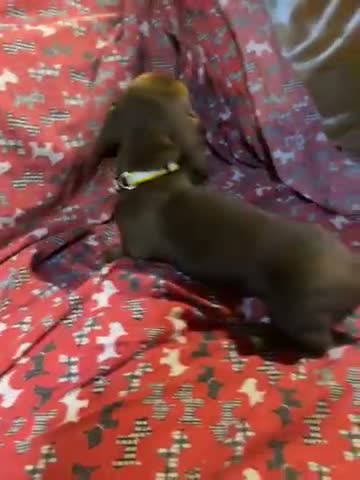 Miniature Dachshund dogs for sale: Dapple female - Video 2