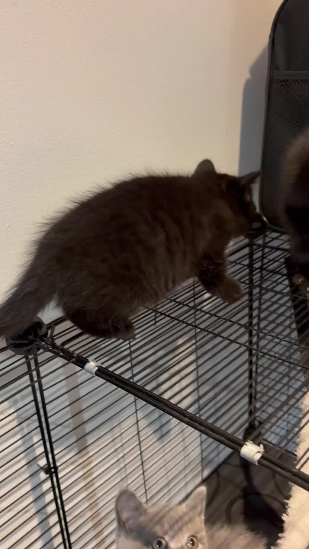 British Shorthair cats for sale: British shorthair kittens  - Video 2