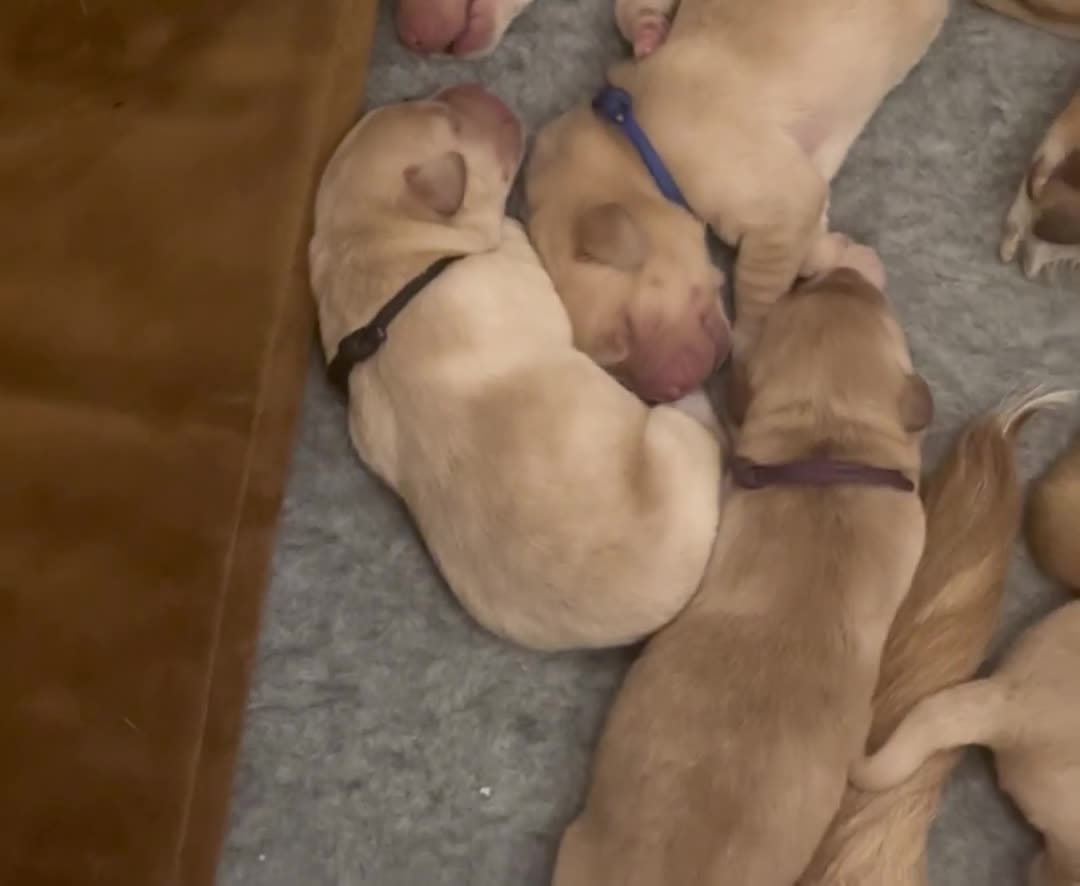 Labrador Retriever dogs for sale: 🐾 Labrador Puppies some with copper colourings 🐾 - Video 2