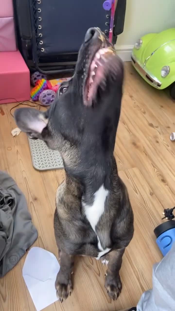 Mixed Breed dogs for sale: Staffy x Akita x ridgeback Girl  - Video 4