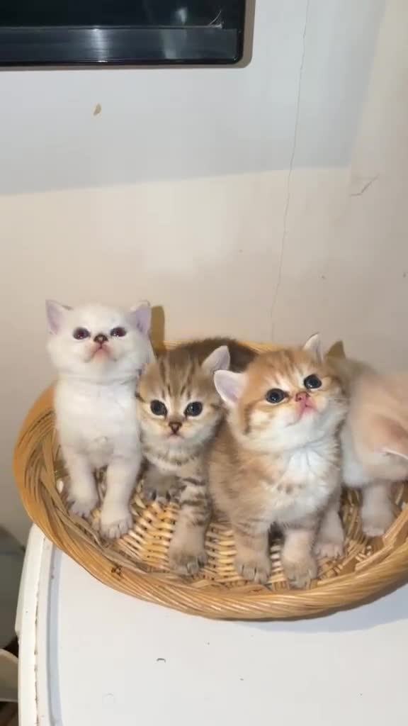 British Shorthair cats for sale: British Longhair & British Shorthair Kittens - Video 1