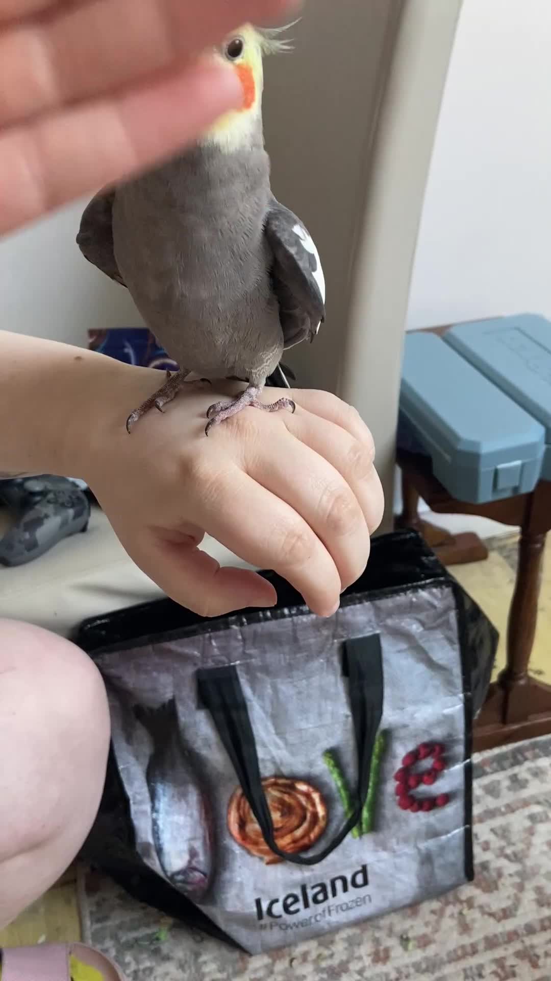 Cockatiels birds for sale: Handtamed cockatiel for sale - Video 2