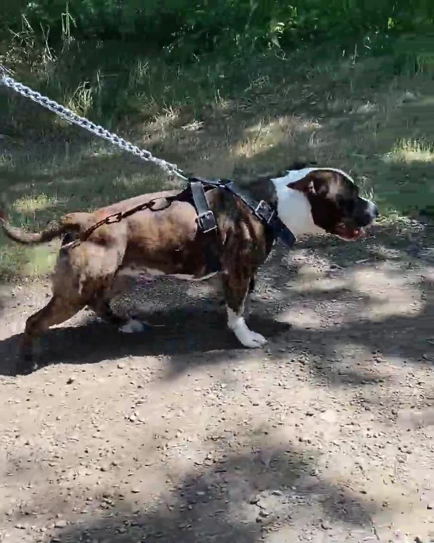 Staffordshire Bull Terrier dogs for stud: Legacy’s Spartan Available For Stud in Leicester - Video 2