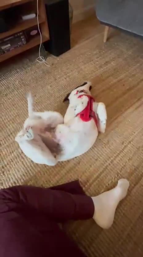 Mixed Breed dogs for adoption: 💖🐶 ELZA 🐶💖 - Video 4
