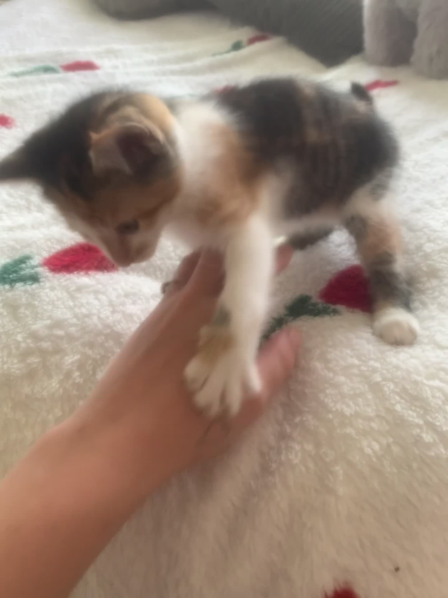 Mixed Breed cats for sale: Female kitten - Video 1
