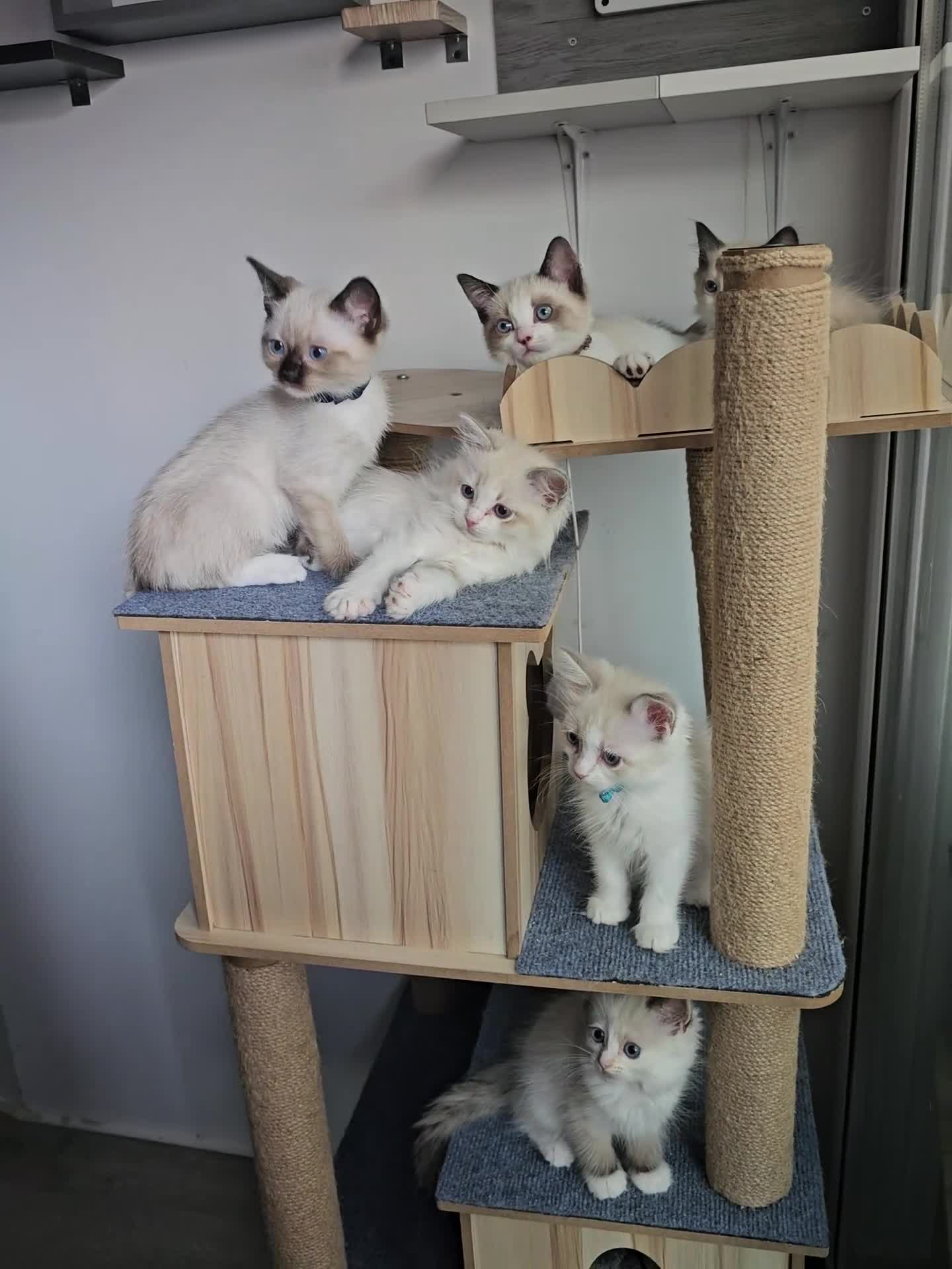 Ragdoll cats for sale: Friendly and playfull Ragdoll x  - Video 1