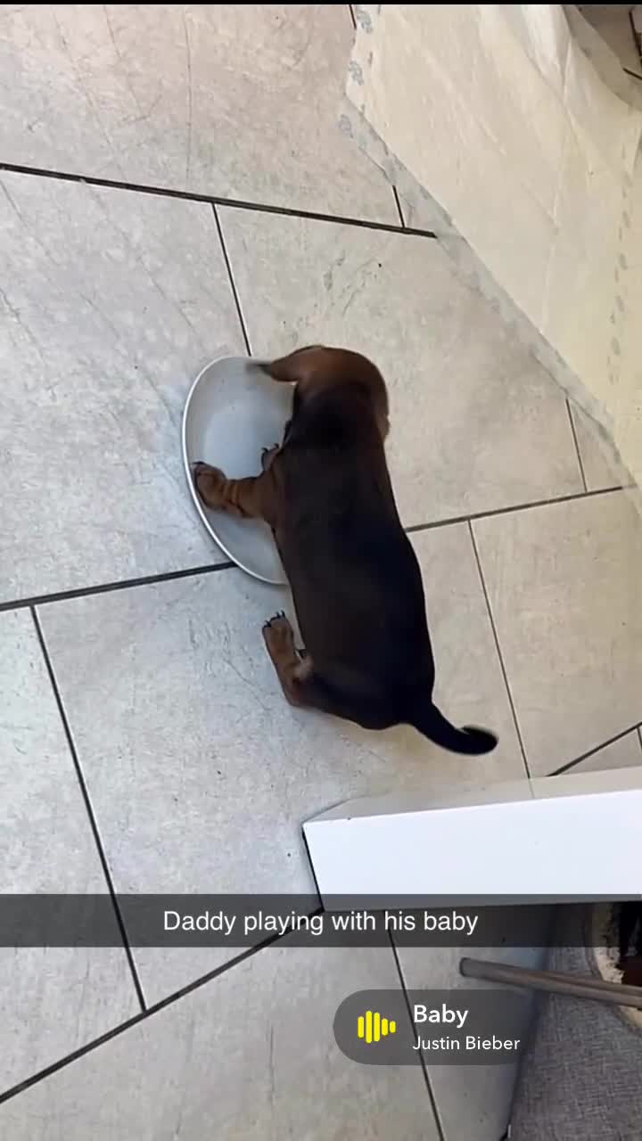 Miniature Dachshund dogs for sale: Stunning litter of beautiful babies  - Video 2