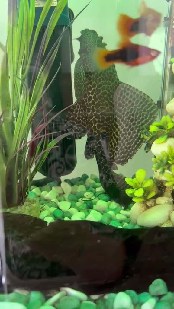 Plecos fish for sale: Britlenose Pleco - Free in London - Video 1