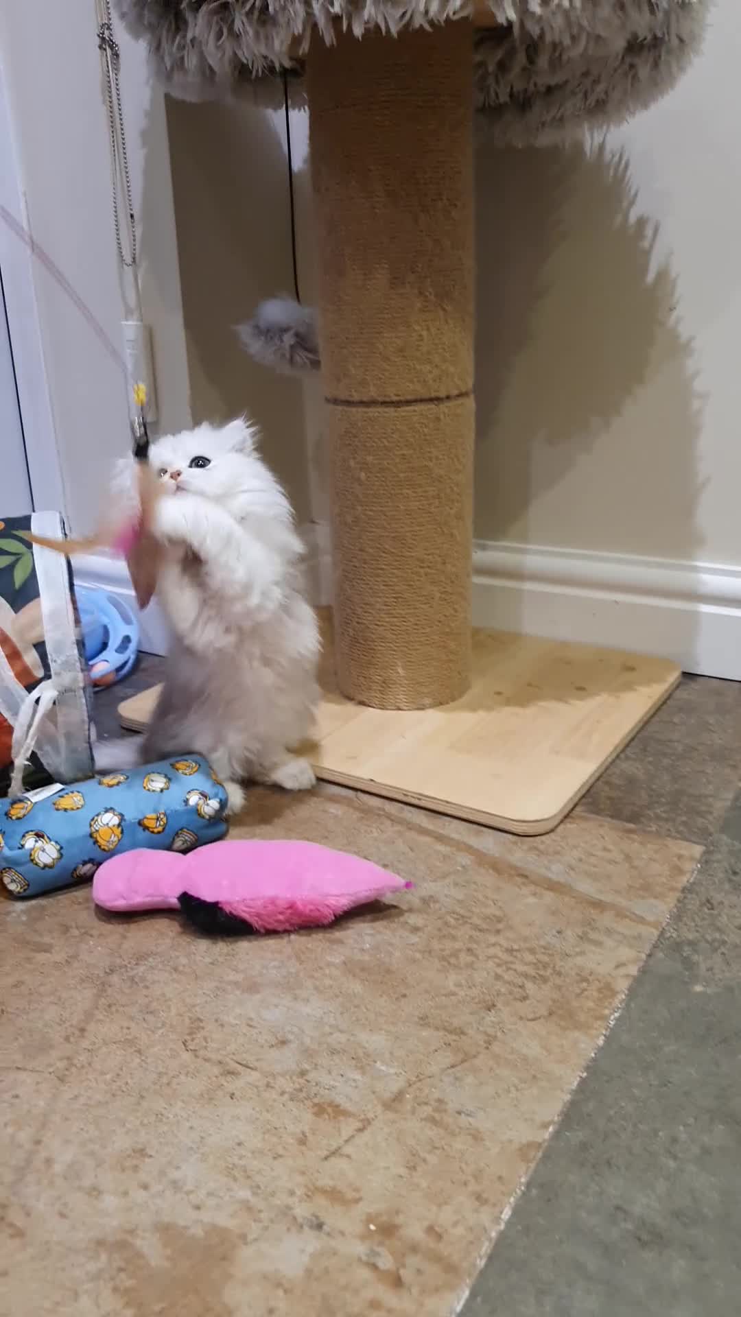 Persian cats for sale: 💖Beautiful Pedigree Chinchilla Persian Kittens.  - Video 4