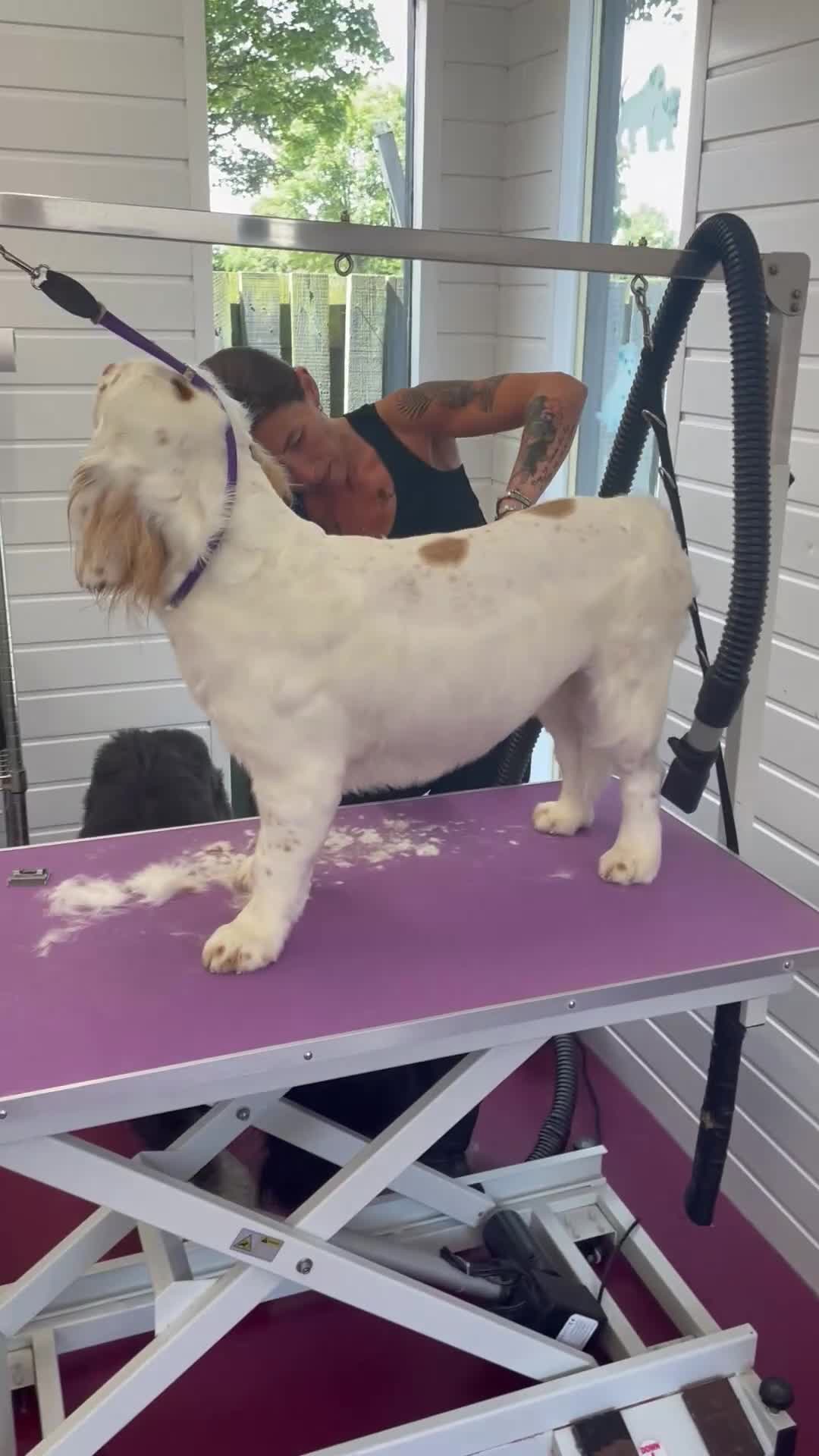 Clumber Spaniel dogs for sale: Clumber spaniel - Video 1