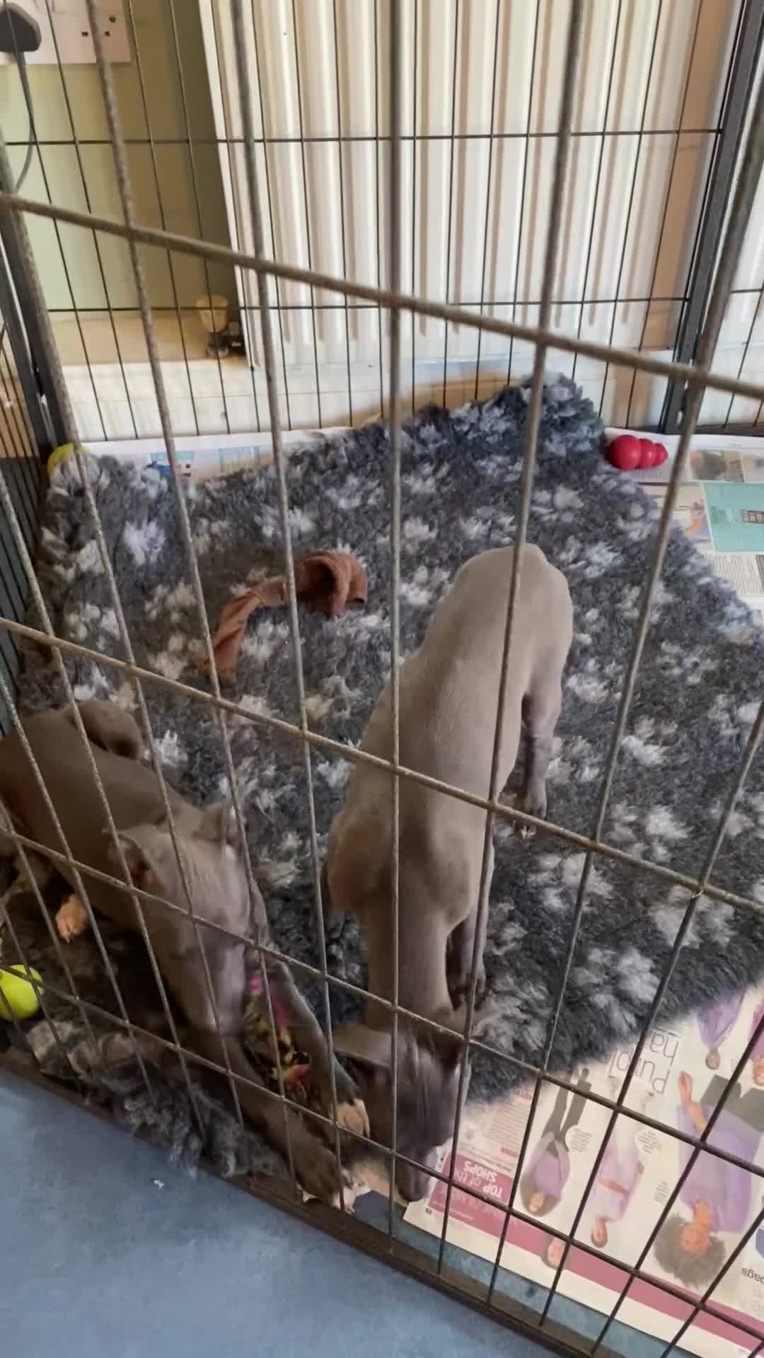 Whippet dogs for sale: 2 whippet puppies remaining ready for new homes - Video 5