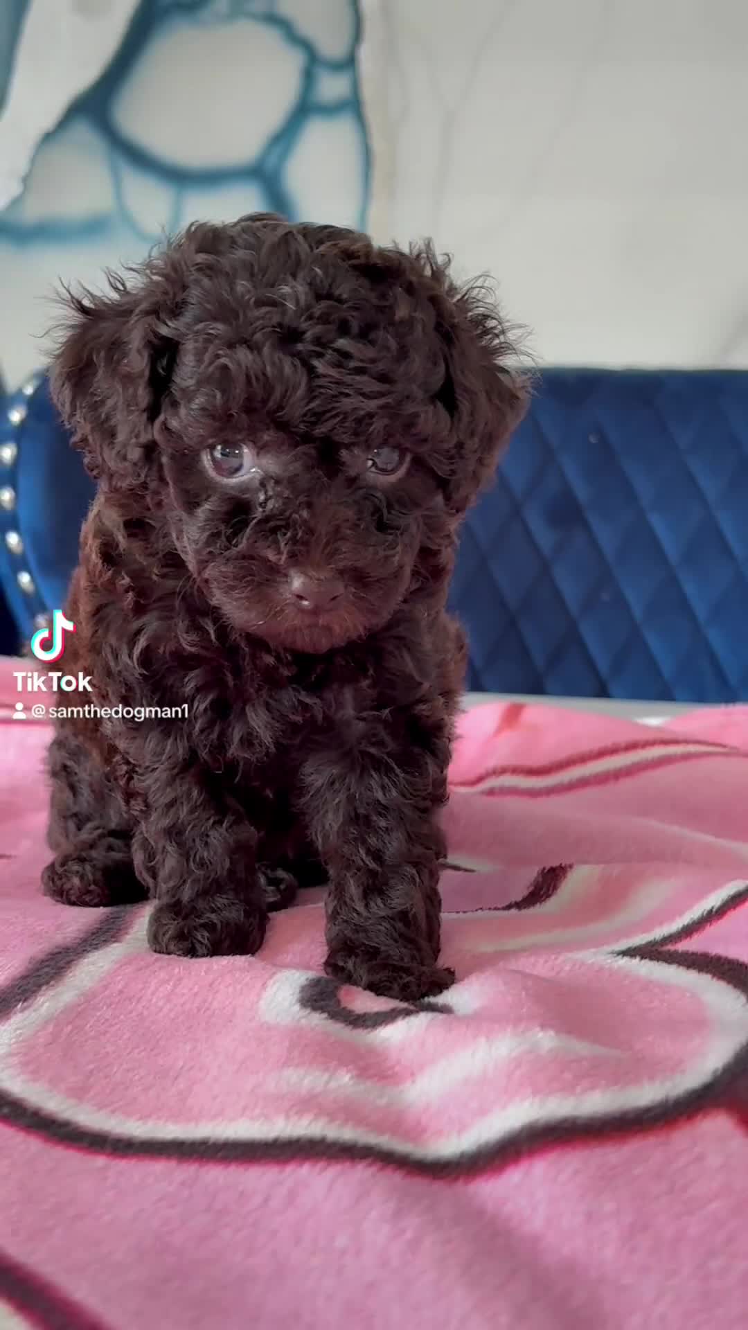 Toy Poodle dogs for sale: 1 Male & 1 Female Toy Poodle - Video 2