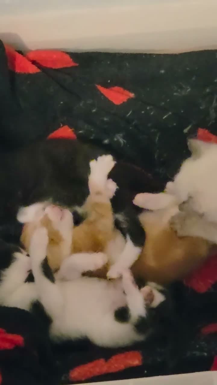 Mixed Breed cats for sale: 3 x beautifull kittens for sale - Video 2