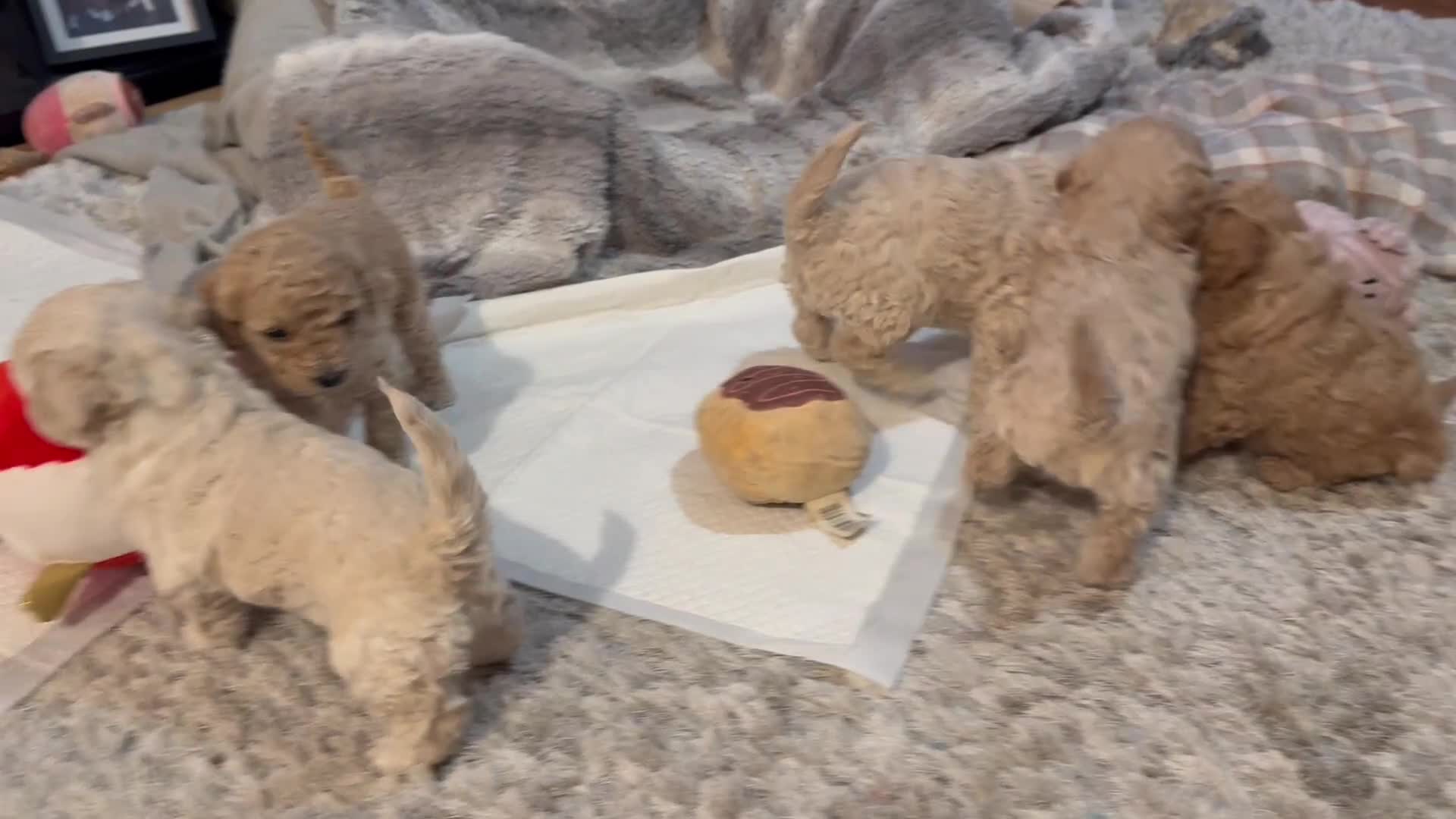 Maltipoo dogs for sale: Ready this week 🧸 - Video 1