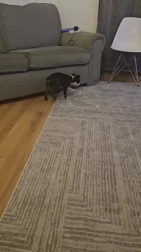 Boston Terrier dogs for sale: Boston Terrier Puppy Ready for His Forever Home - Video 5