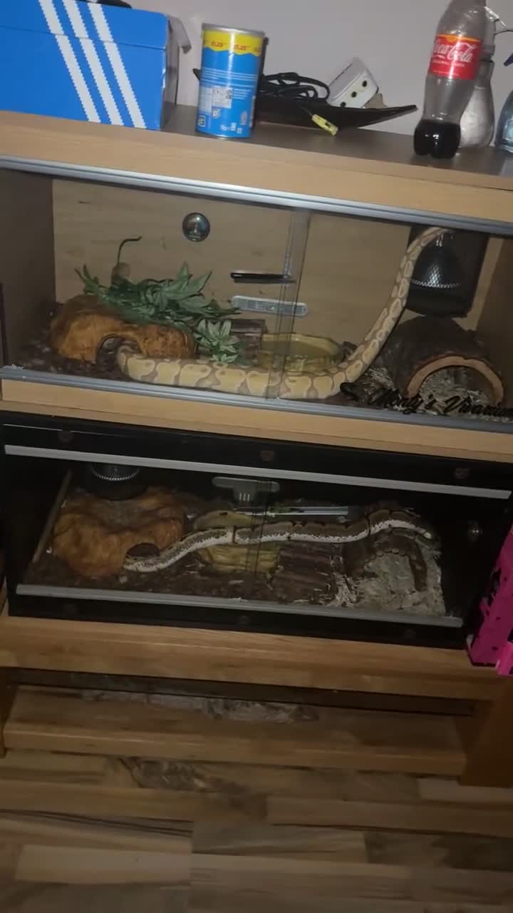 Python Snake reptiles for sale: Ball python and full set up  in Abertillery - Video 1