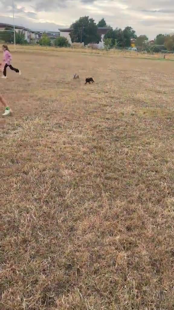 French Bulldog dogs for sale: Registered French Bulldog Puppies - Video 1