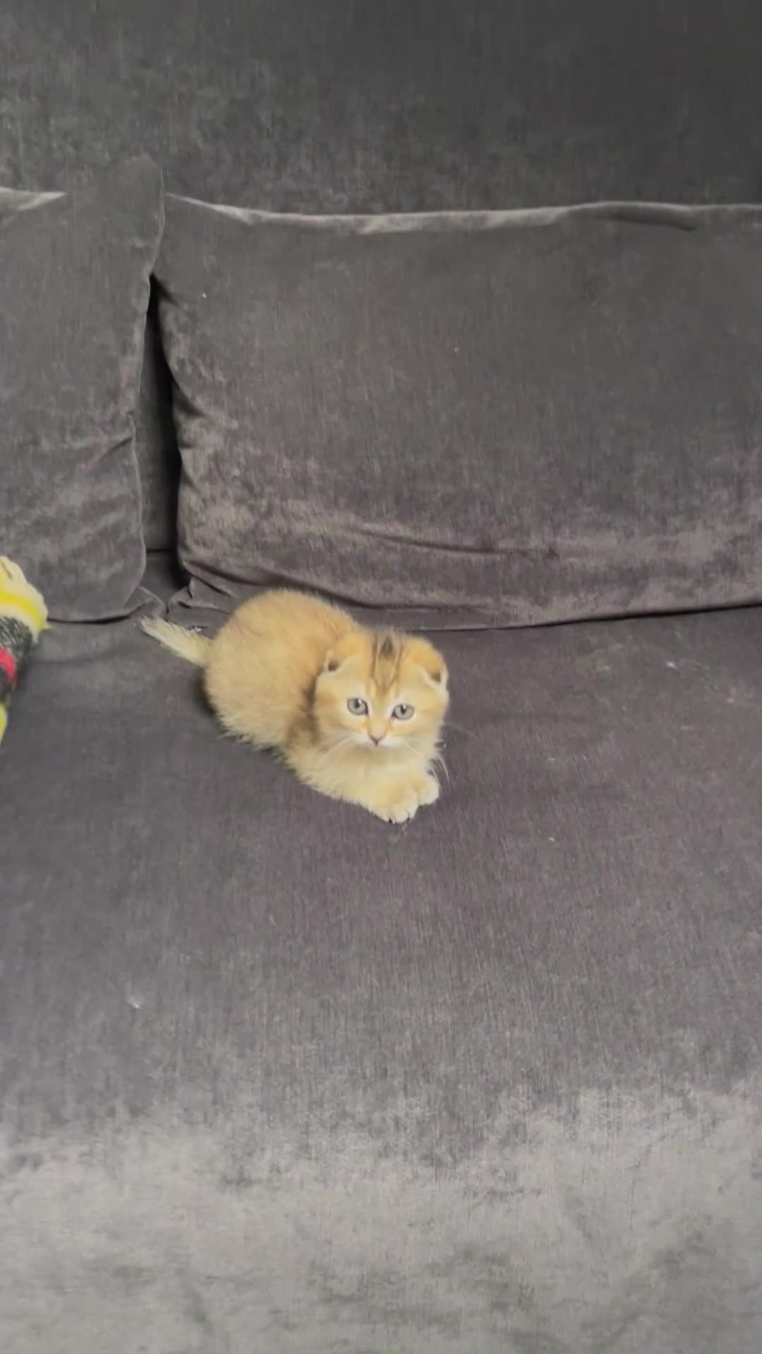 Scottish Fold cats for sale: SALE !!!! LOVELY SCOTTISH FOLD GOLDEN KITTENS  - Video 3
