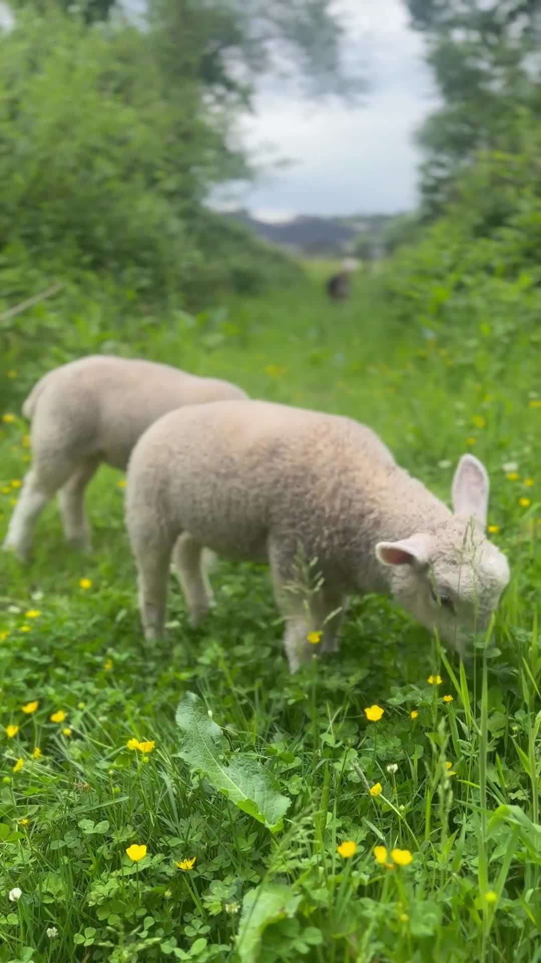 Sheep livestock for sale: 2 friendliest cade lambs  - Video 1