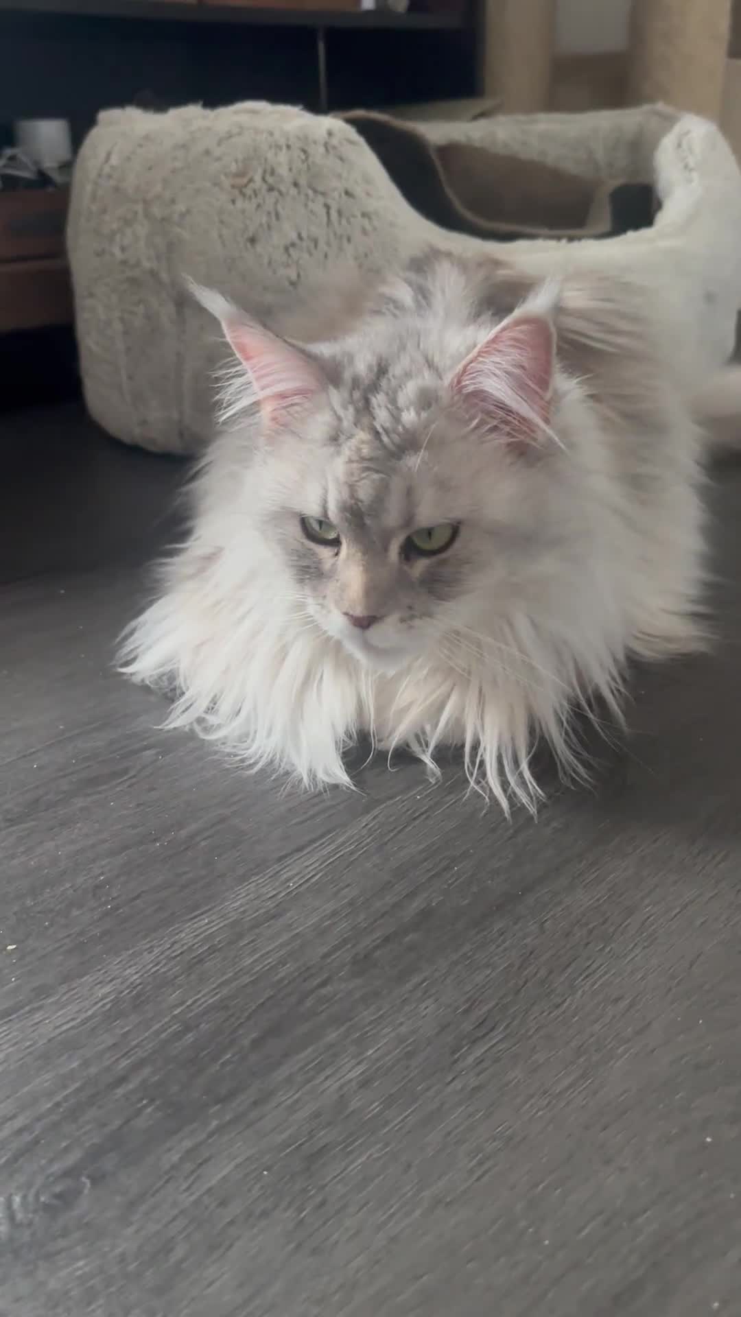 Maine Coon cats for sale: TICA REGISTERED FEMALE MAINE COON in Colchester - Video 2