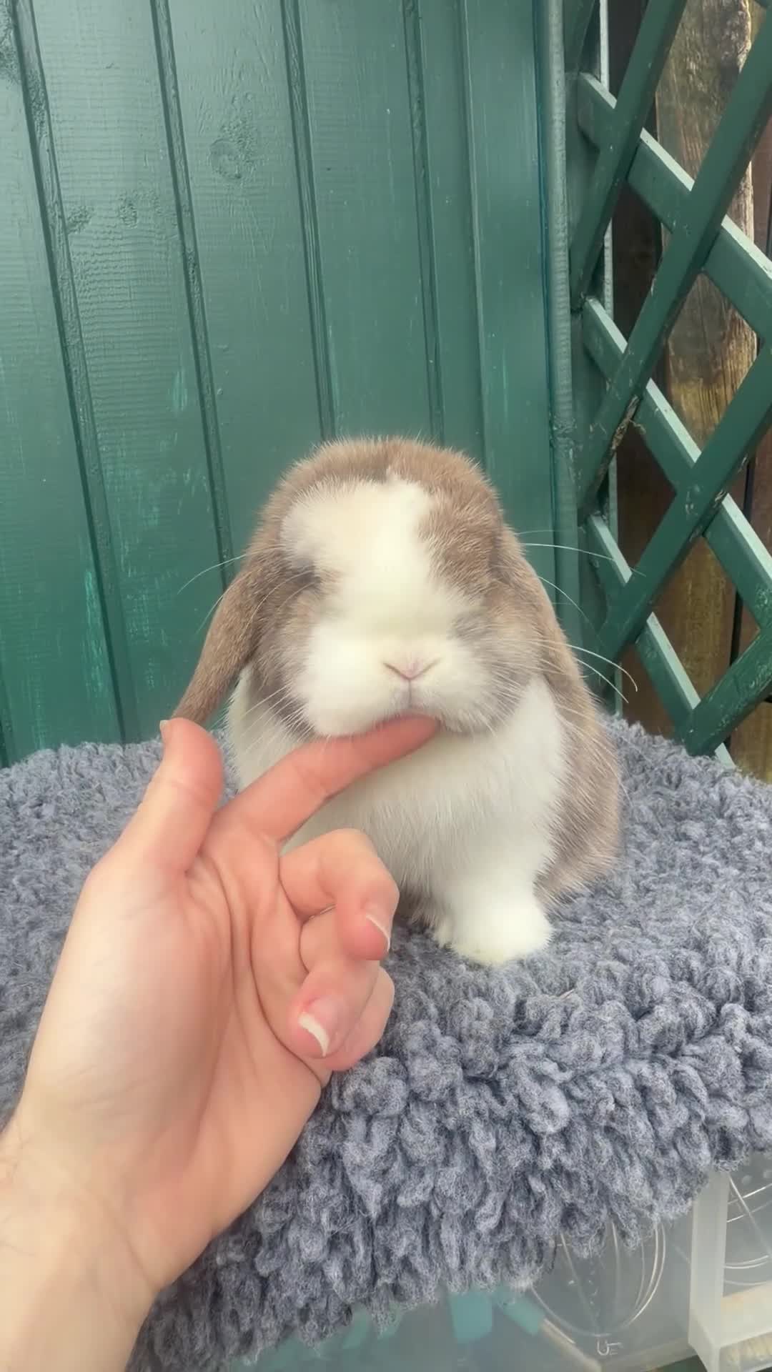 Mini Lop rabbits for sale: Chocolate Harli Boy - Video 1