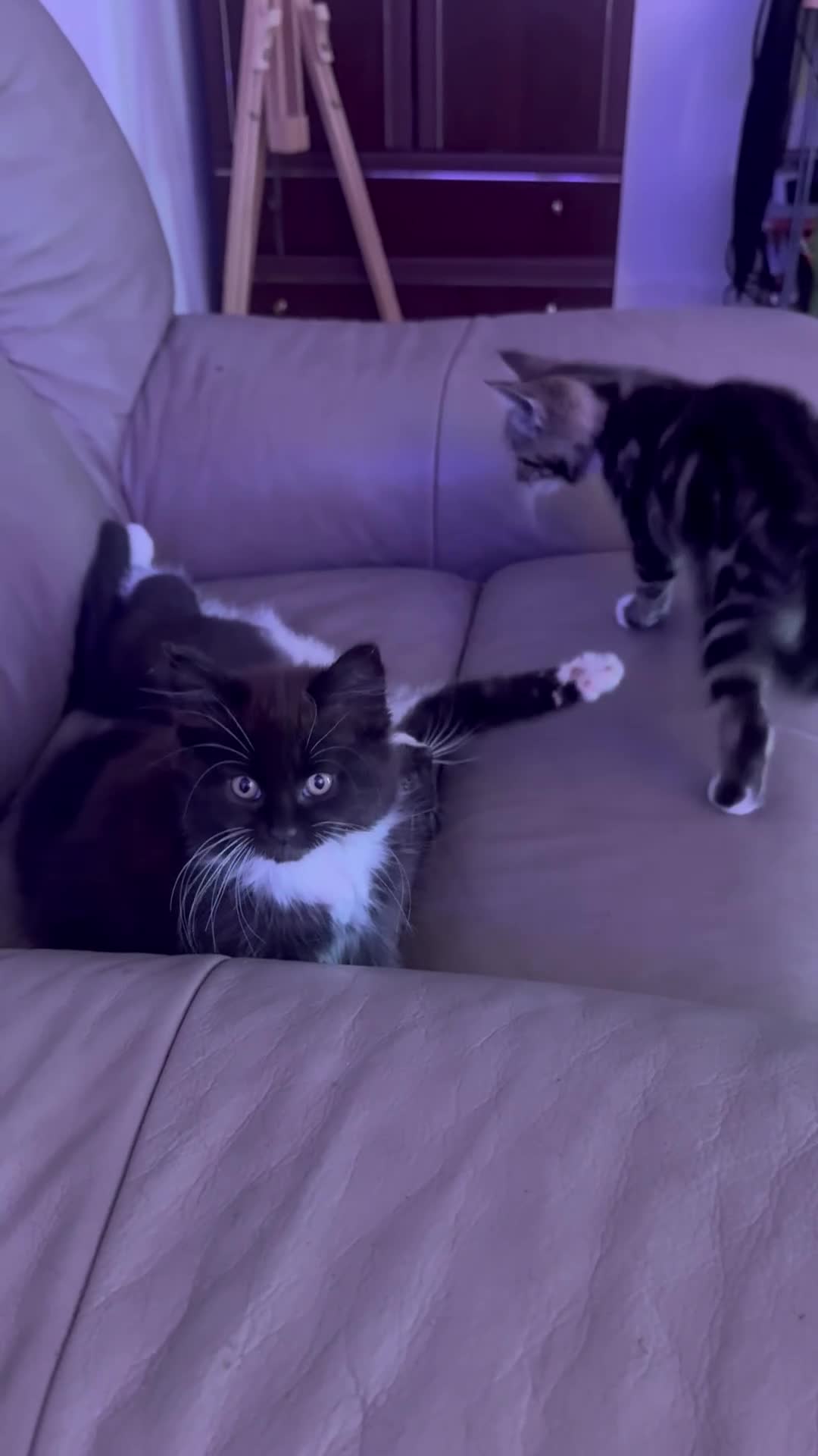 European cats for sale: 3 kittens for sale  - Video 2