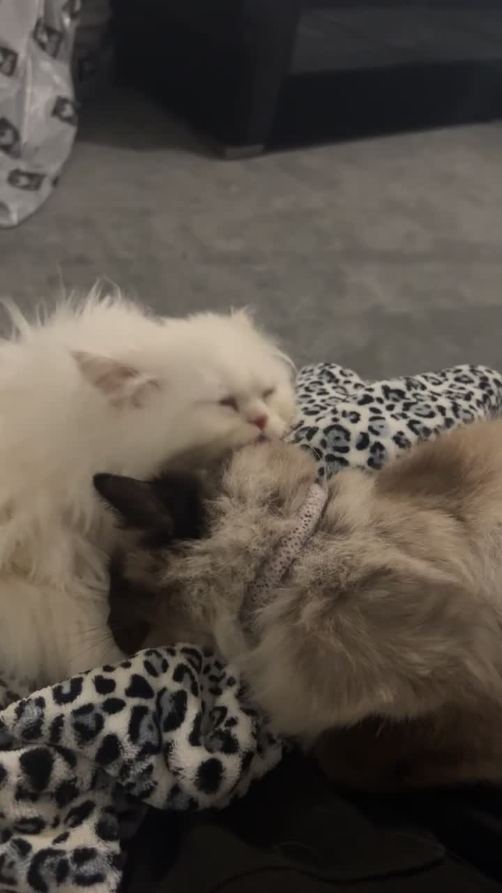 Ragdoll cats for sale: Ragdoll Missy - Video 4