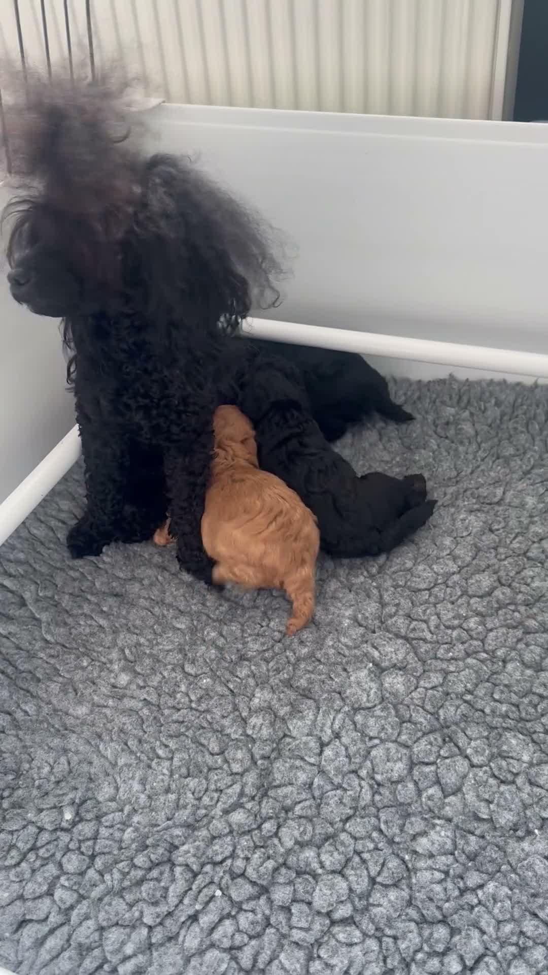 Toy Poodle dogs for sale: Exquisite small Toy Poodles  - Video 1