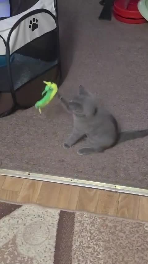 Russian Blue cats for sale: Pure Russian blue kittens. READY TO LEAVE  - Video 1