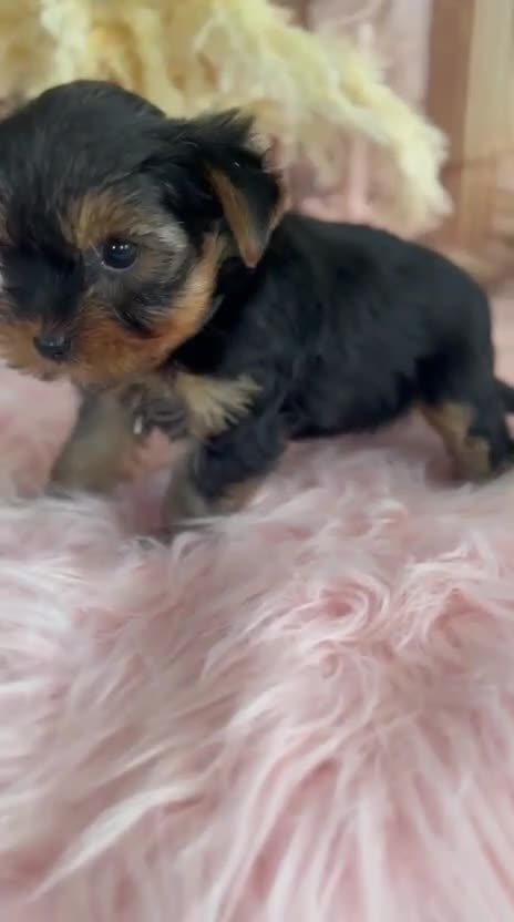 Yorkshire Terrier dogs for sale: Our amazing five pups are fully registered - Video 3