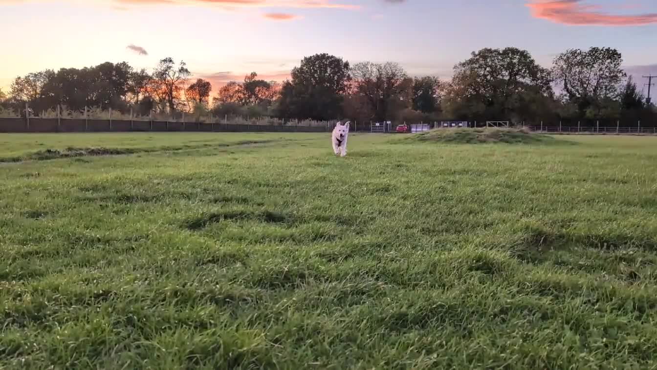 Golden Retriever dogs for sale: Handsome Nelson - Video 1