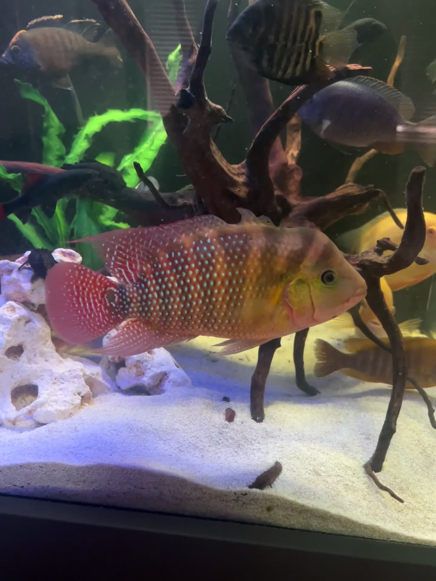Cichlids fish for sale: Red Terror cichlid 20cm in Staines - Video 1
