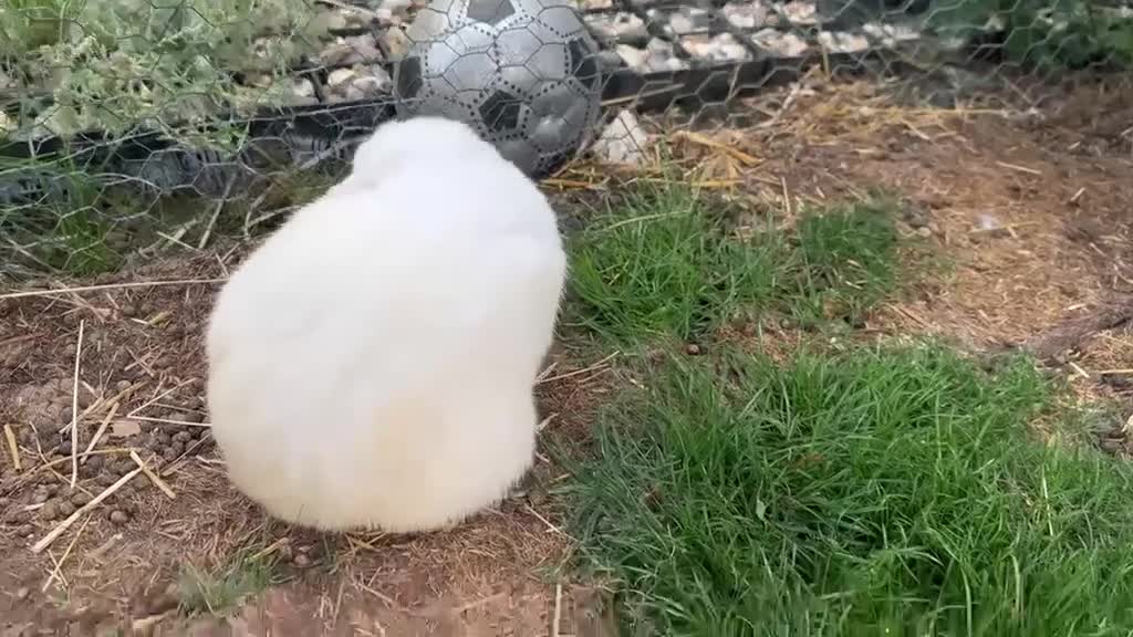 Mini Lop rabbits for sale: Mini Lop BEW - Video 1