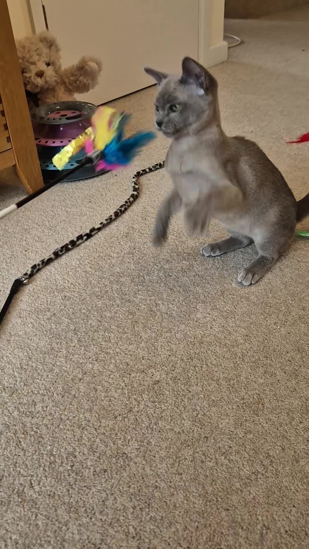 Burmese cats for sale: Gorgeous Pedigree Blue Male Burmese Kitten - Video 1
