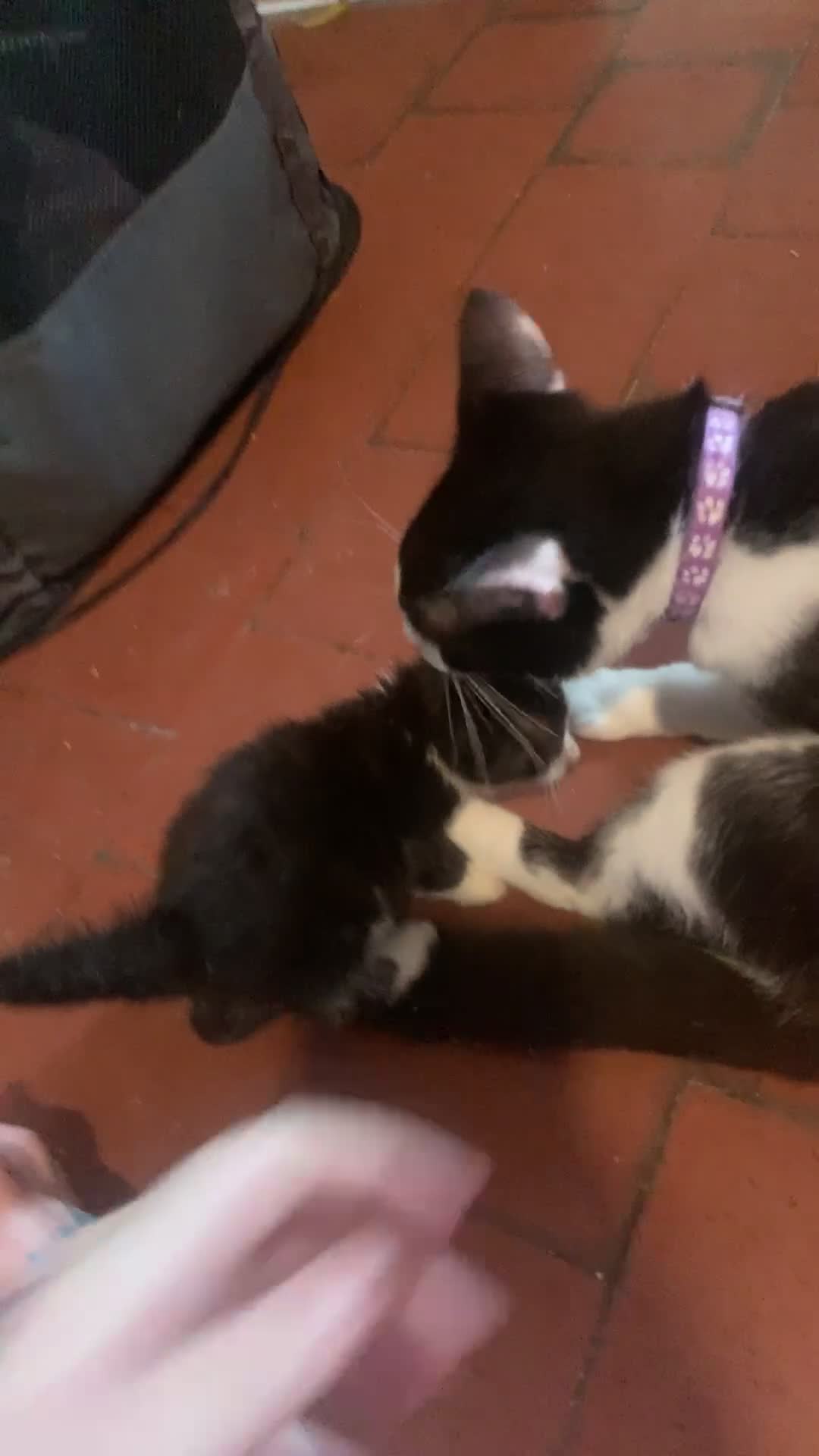 Brazilian Shorthair cats for sale:  14 week 5 day boy  - Video 1