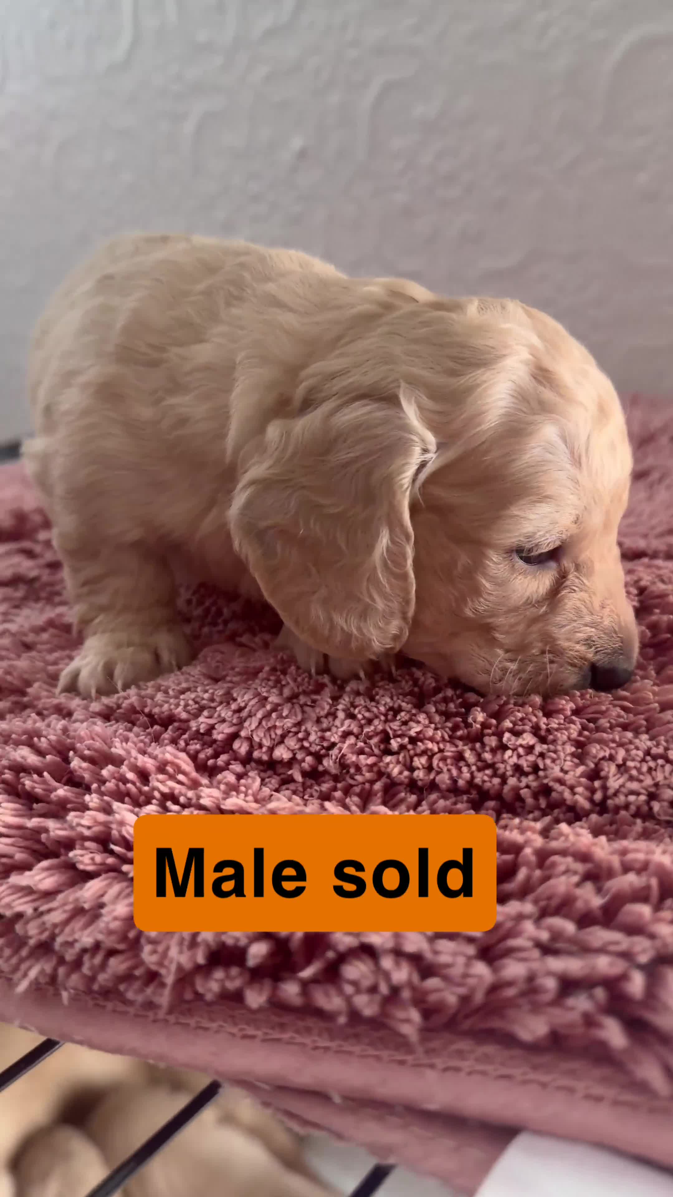 Dachshund dogs for sale: Cream full long haired dachshund puppies  - Video 1