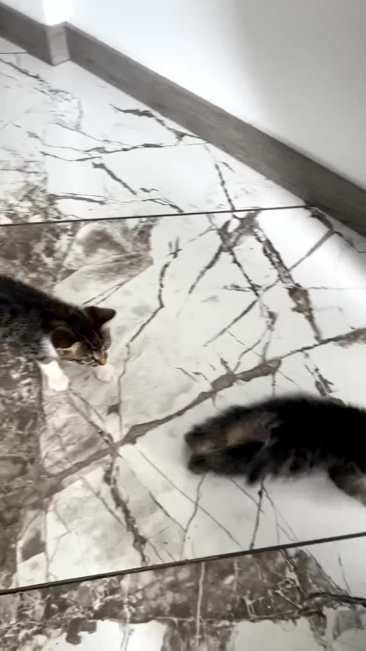 Domestic Shorthair cats for sale: 5 Tabby kittens - Video 2