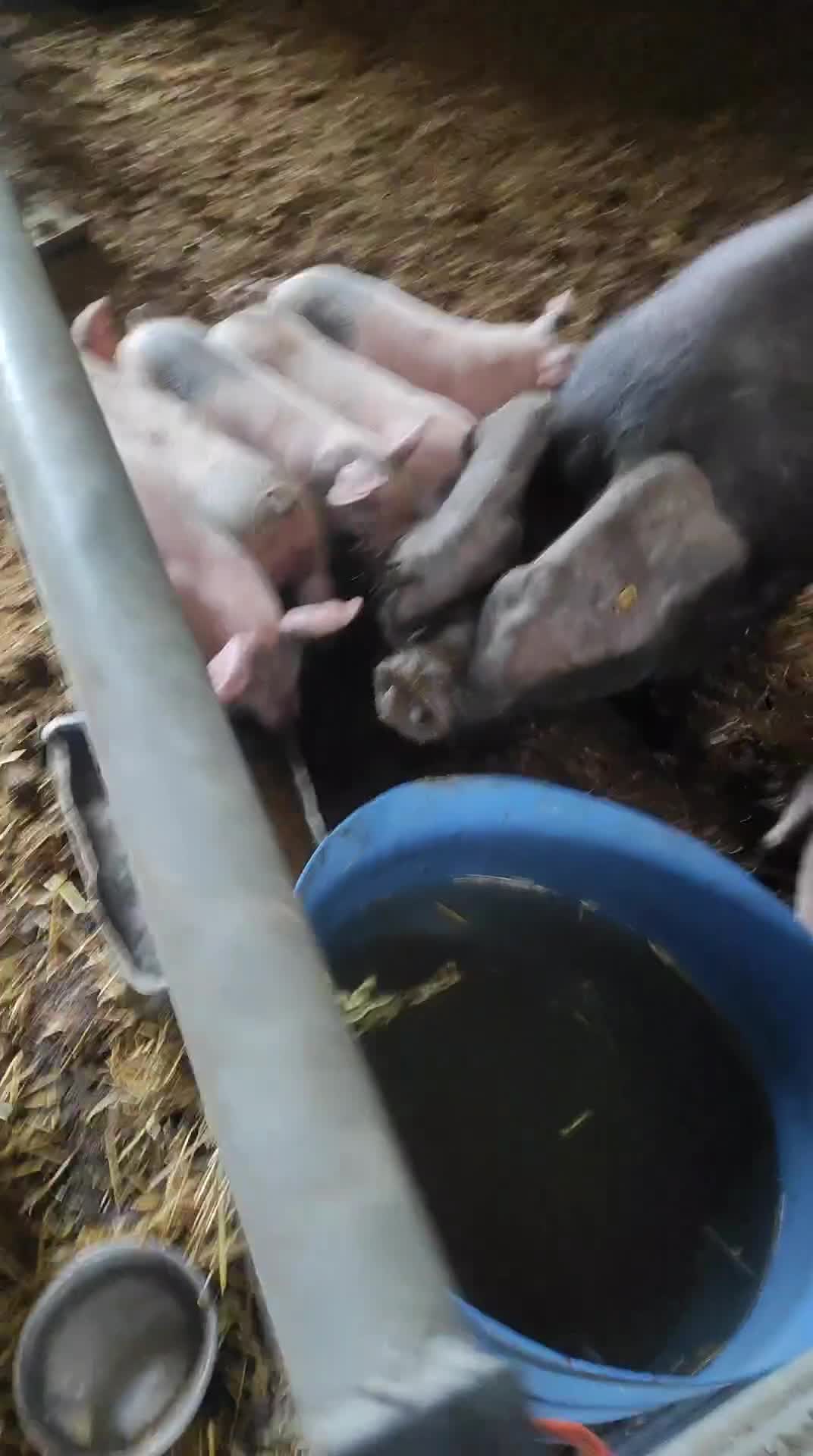 Pig livestock for sale: Piglets Pedigree Large Black Sow Large White Boar. - Video 1