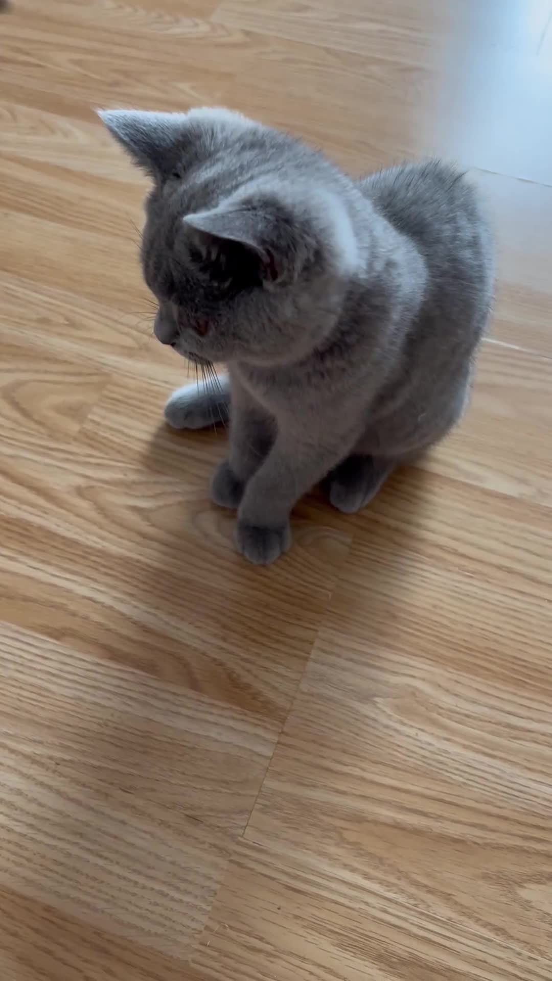 British Shorthair cats for sale: ✨BSH GCCF girl ready to leave🏡✨ - Video 5