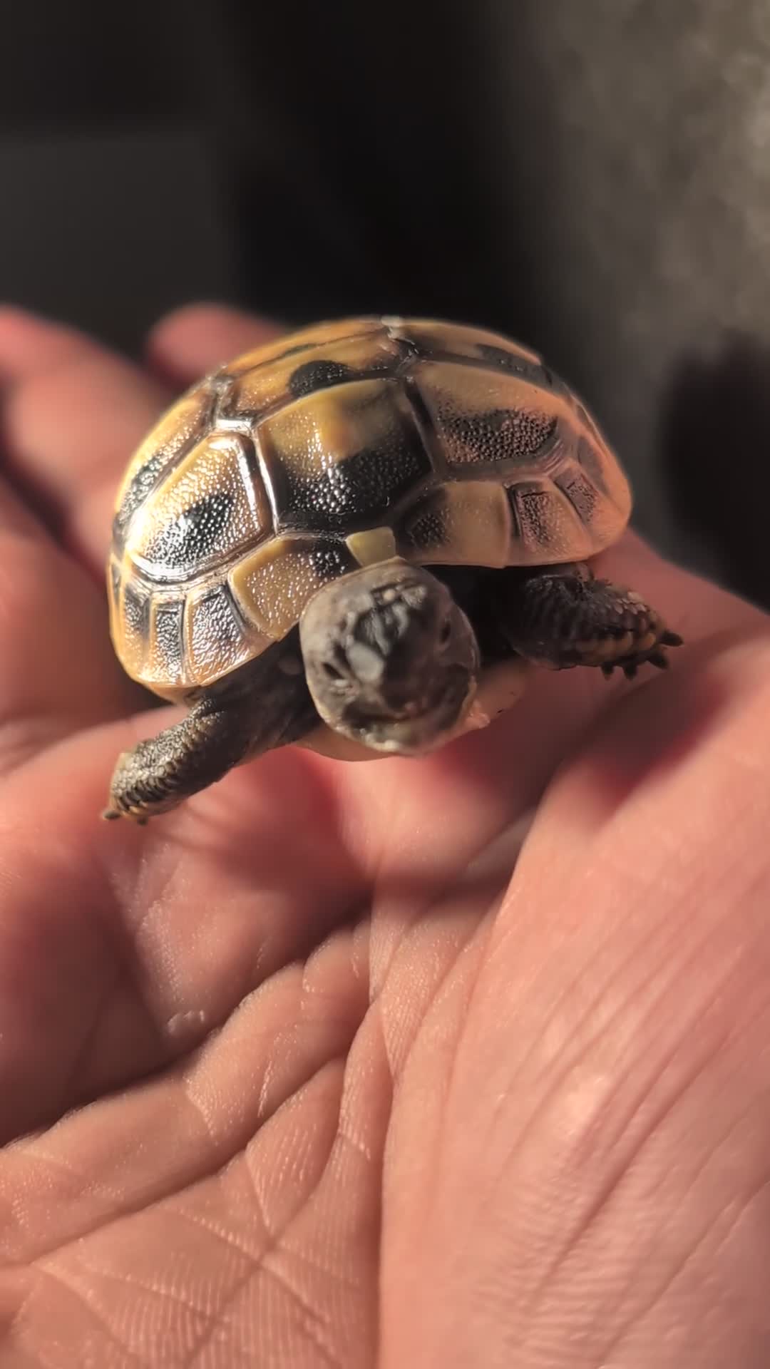 Tortoise reptiles for sale: Spur Thigh and Herman Tortoise  - Video 1