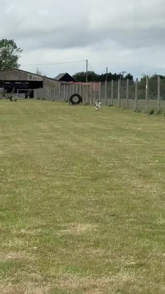 Pointer dogs for sale: Rufus: A Youthful 9-Year-Old English Pointer  - Video 2