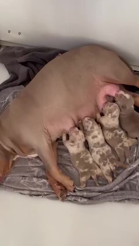 American Bully dogs for sale: American Pocket Bully (3 Generations).  - Video 4