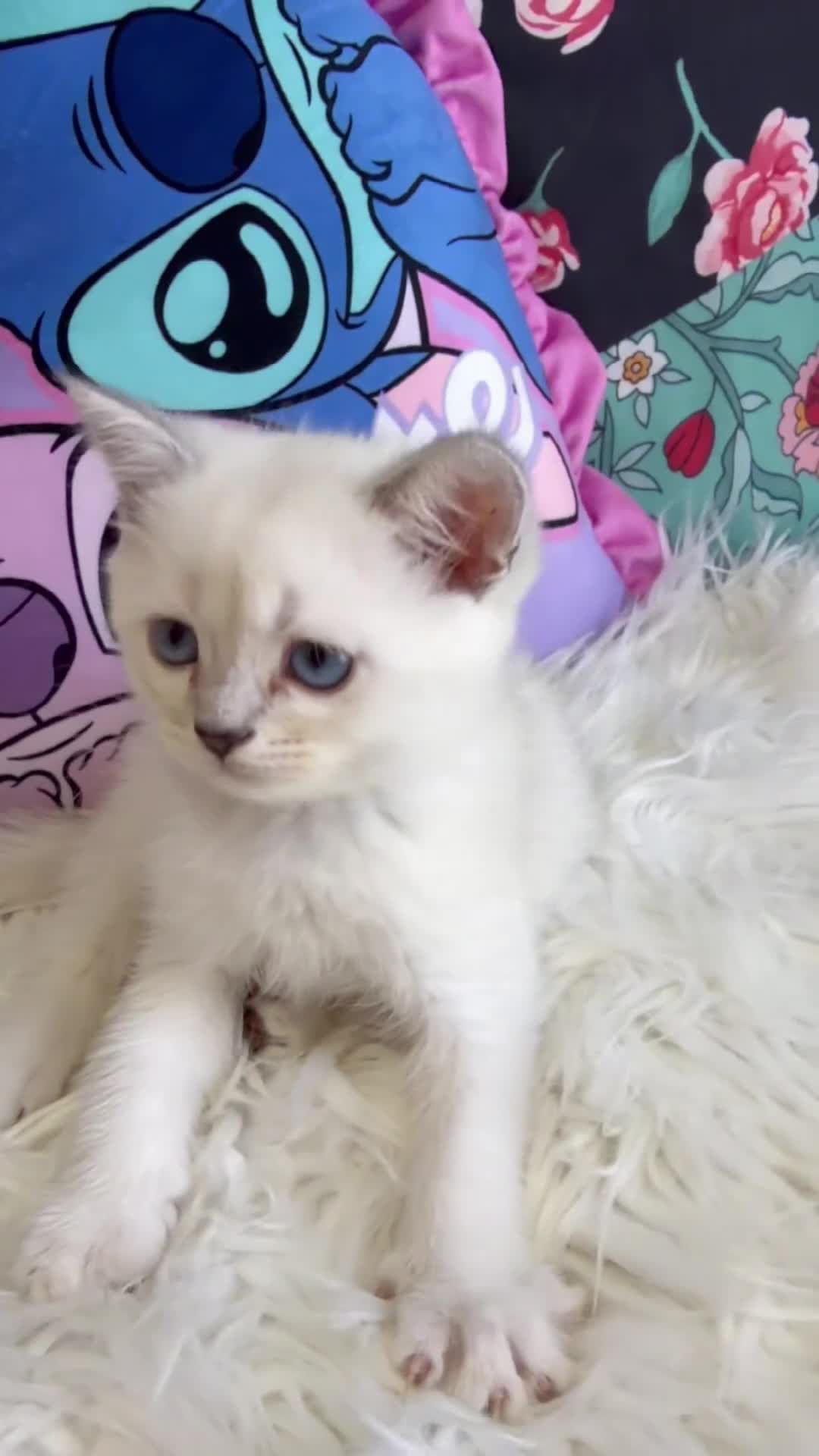 Scottish Fold cats for sale: 🐾 Stunning Scottish kitties 🐾 - Video 3