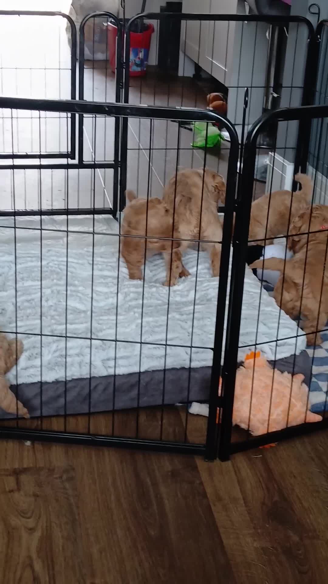 Cockapoo dogs for sale: Beautiful F2 Cockapoo 1 girl, 1 boy left - Video 1
